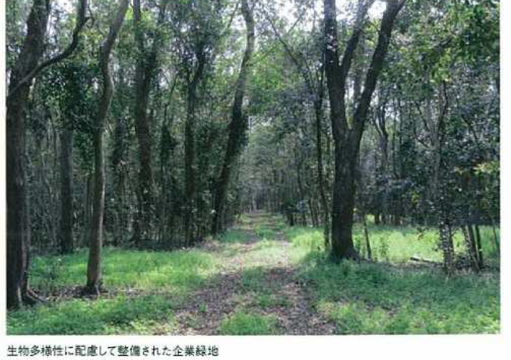 生物多様性に配慮して整備された企業緑地